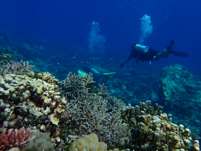 diving-in-coral-reef