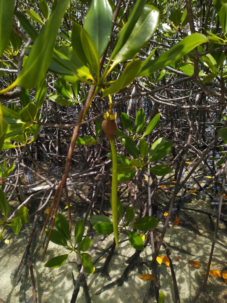 Mangrove2