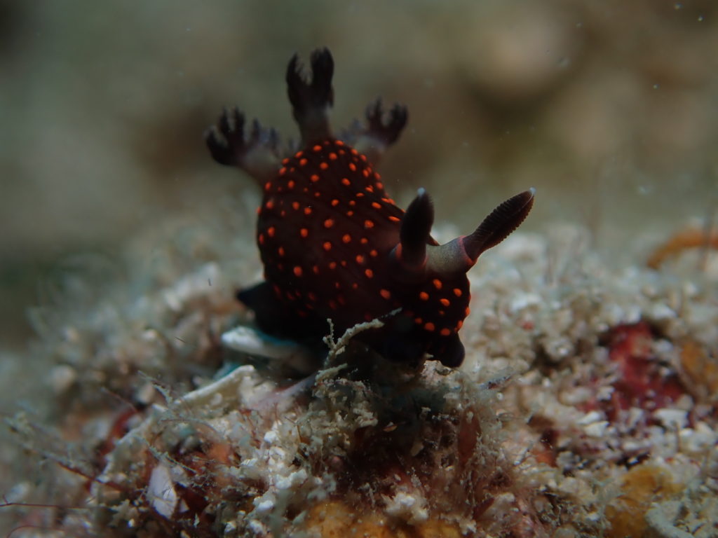 Nudibranch