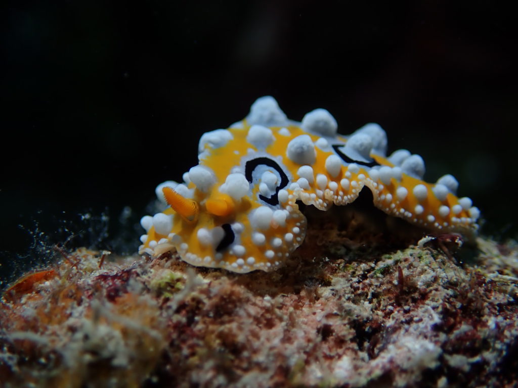 Nudibranch2