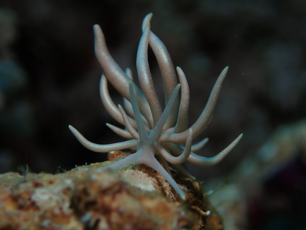 Nudibranch3