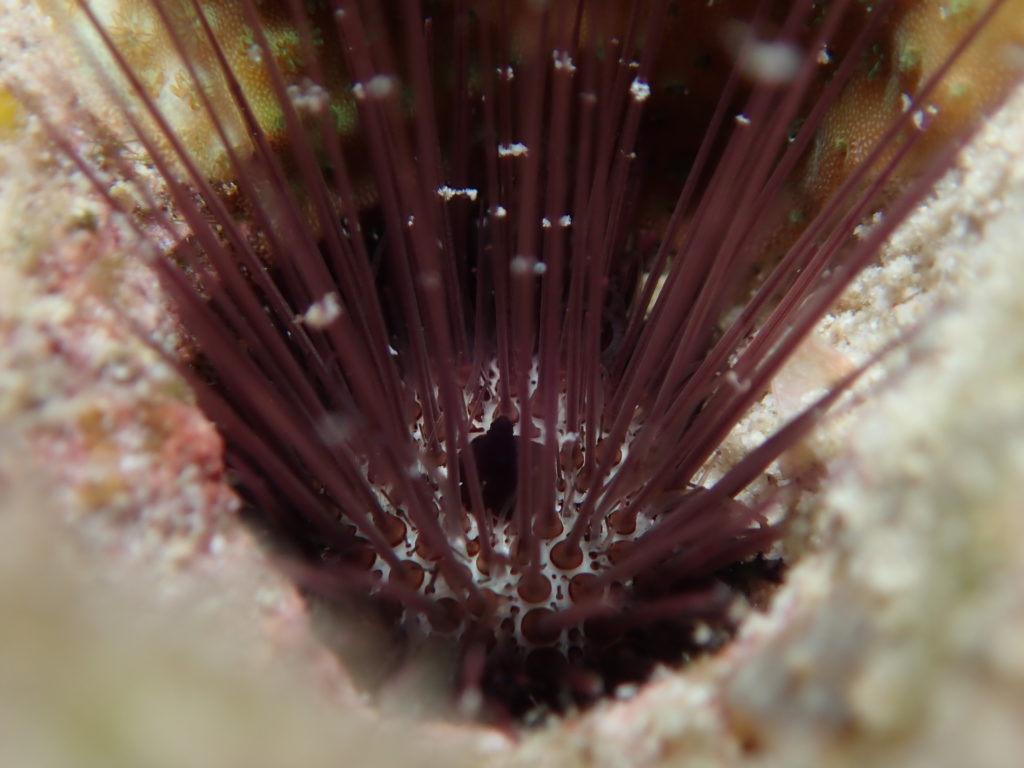Sea urchin2