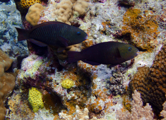 The Role of Herbivorous Fish in Restoring Damaged Coral Reef Ecosystem The Role of Herbivorous Fish in Restoring Damaged Coral Reef Ecosystem