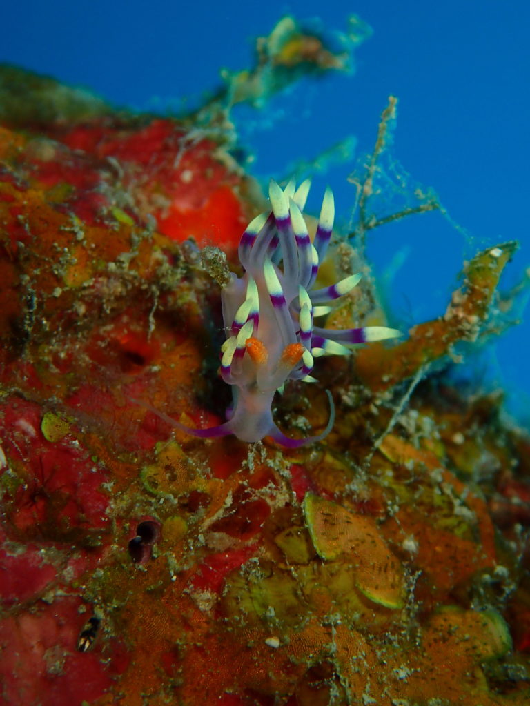 Nudibranch4