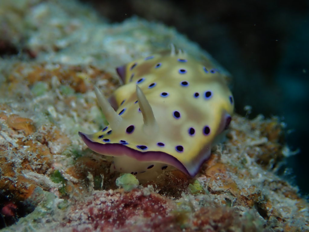 Nudibranch5