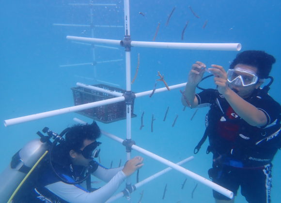 How Bawah Anambas Foundation Help Conserve Marine Ecosystem in Bawah Island How Bawah Anambas Foundation Help Conserve Marine Ecosystem in Bawah Island