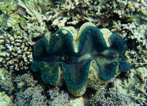 Clams “The Ocean Cleaner”, Current Threats and Conservation Efforts Clams “The Ocean Cleaner”, Current Threats and Conservation Efforts